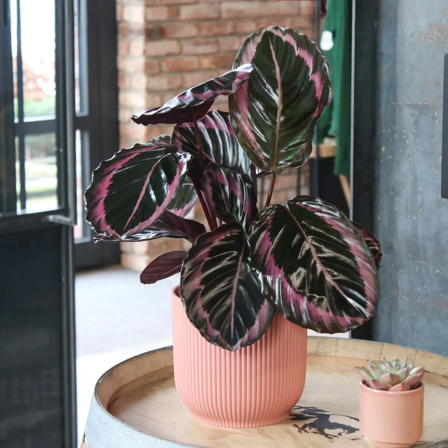 Korbmarante Calathea dottie rose im rose dekotopf
