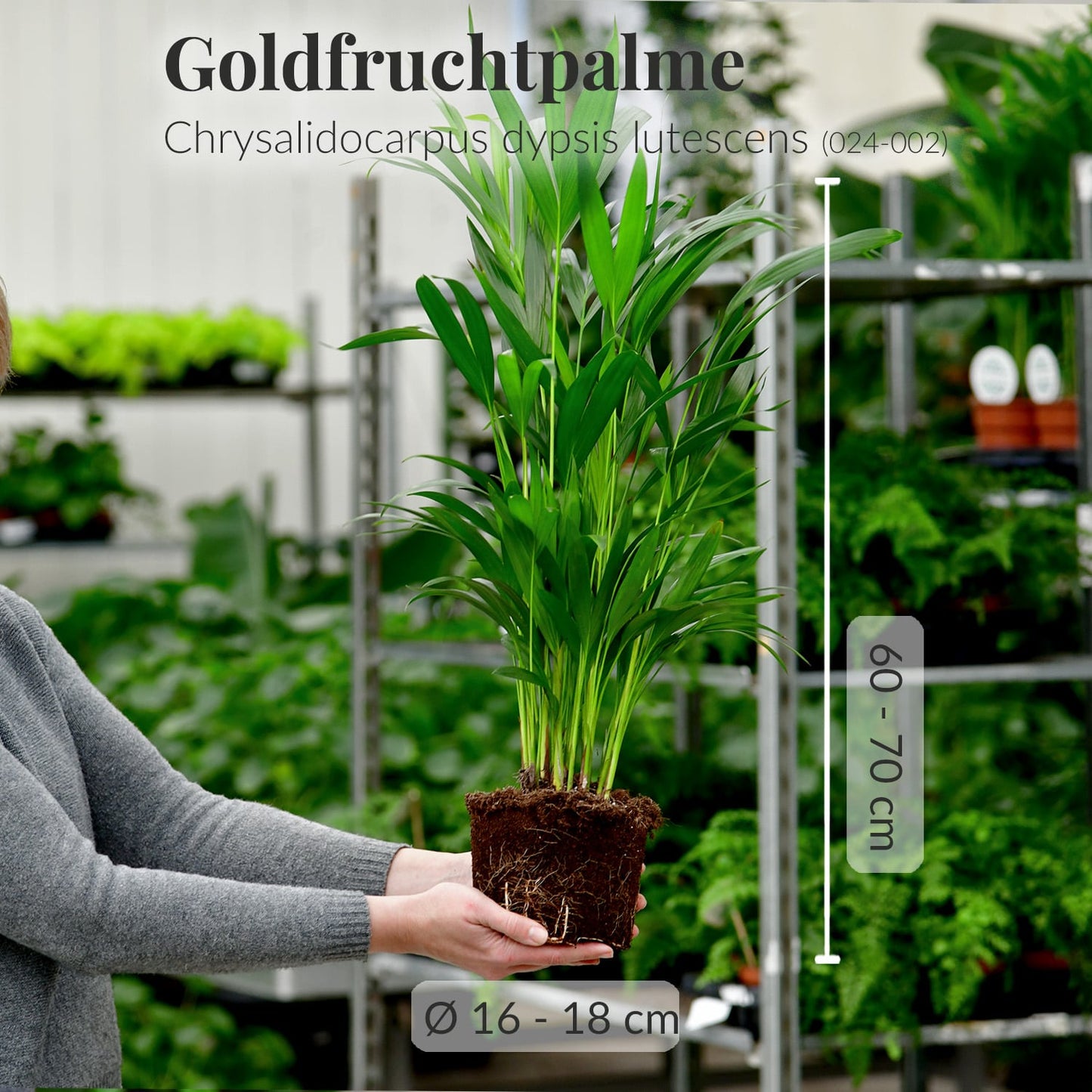 Mix & Match 6er Box Einsteiger Zimmerpflanzen