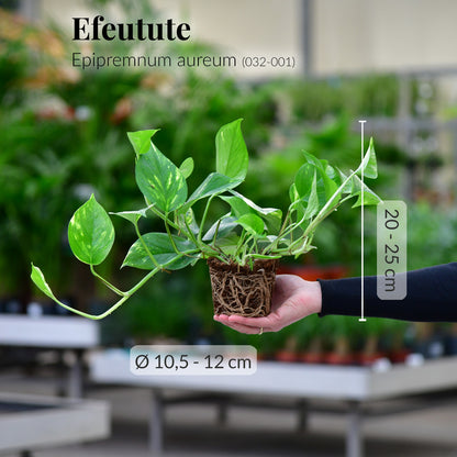 Mix & Match 3er Box Pflegeleichte Hängepflanzen