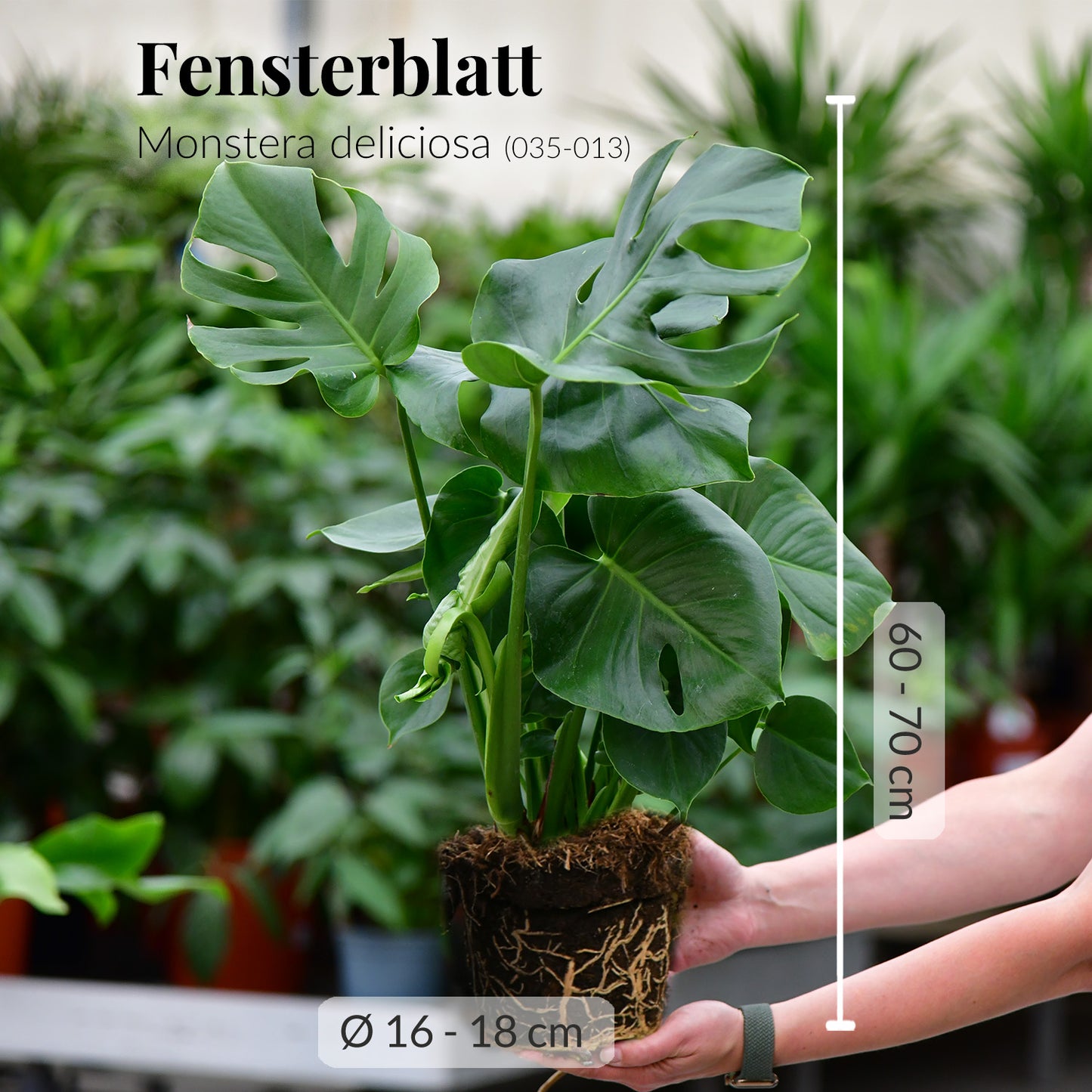 6er Box Grüne Erstausstattung