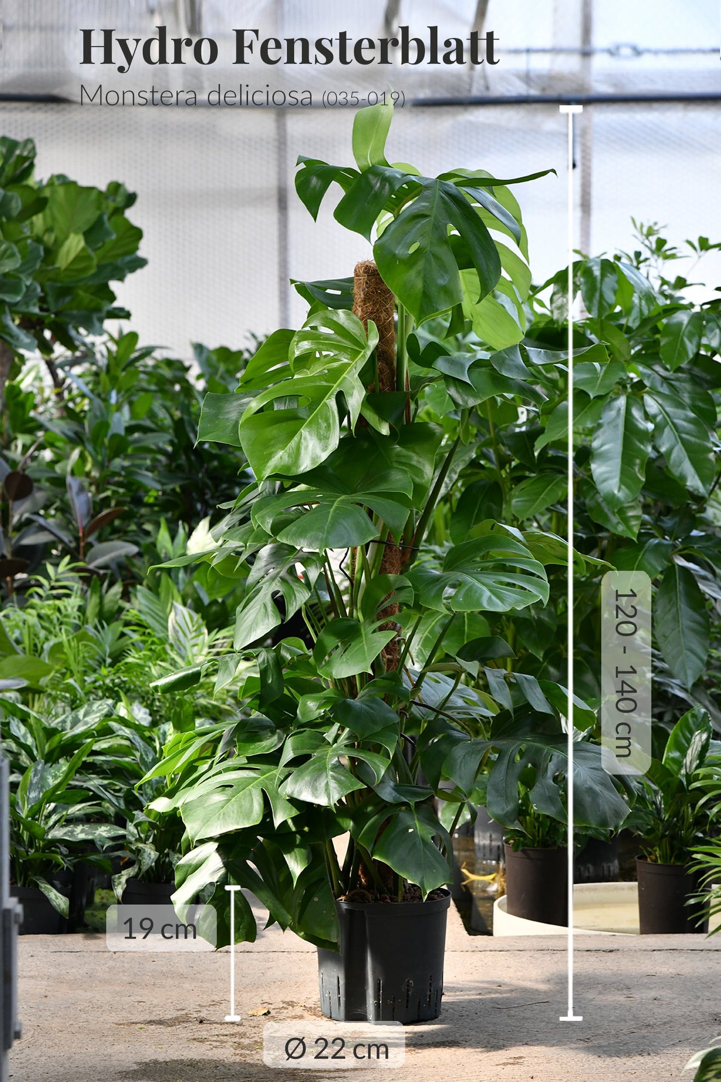 Palettenset Trendsetter: 15 Büropflanzen in Hydrokultur