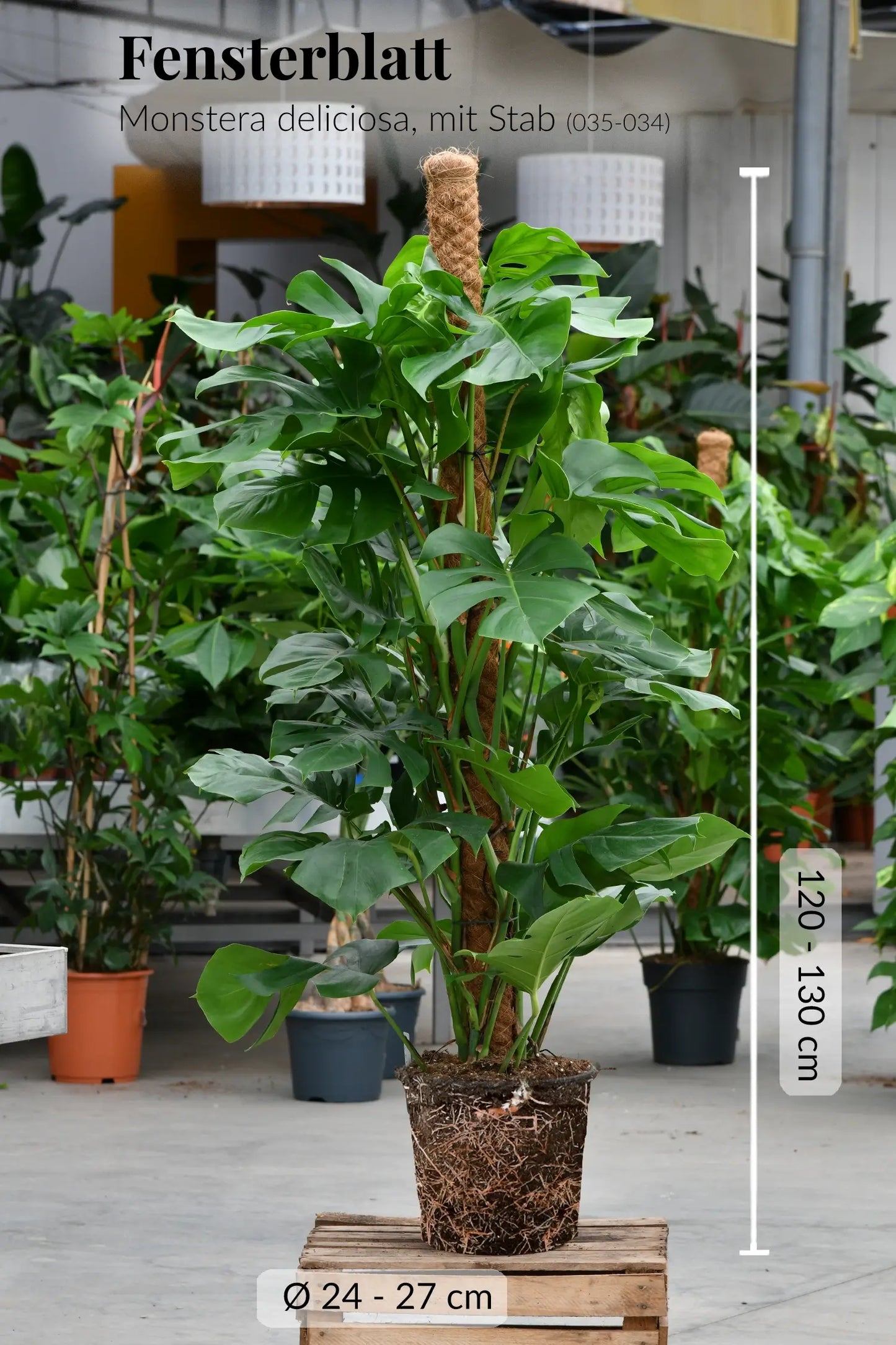 9er Set 3XXL 6XL Büropflanzen für wenig Licht in Seegraskörben