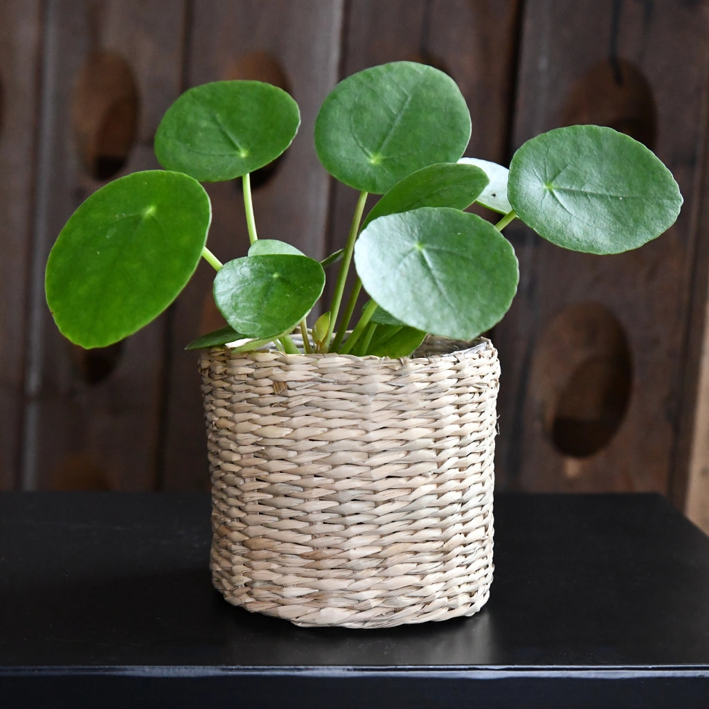 3er Set Seegraskorb Mica 10cm