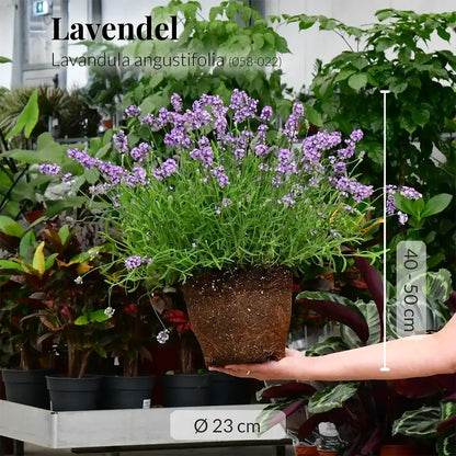 großer duftender Lavendel Busch für den Garten bienenfreundlich