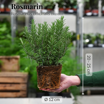 4er Box winterharte italienische Kräuter