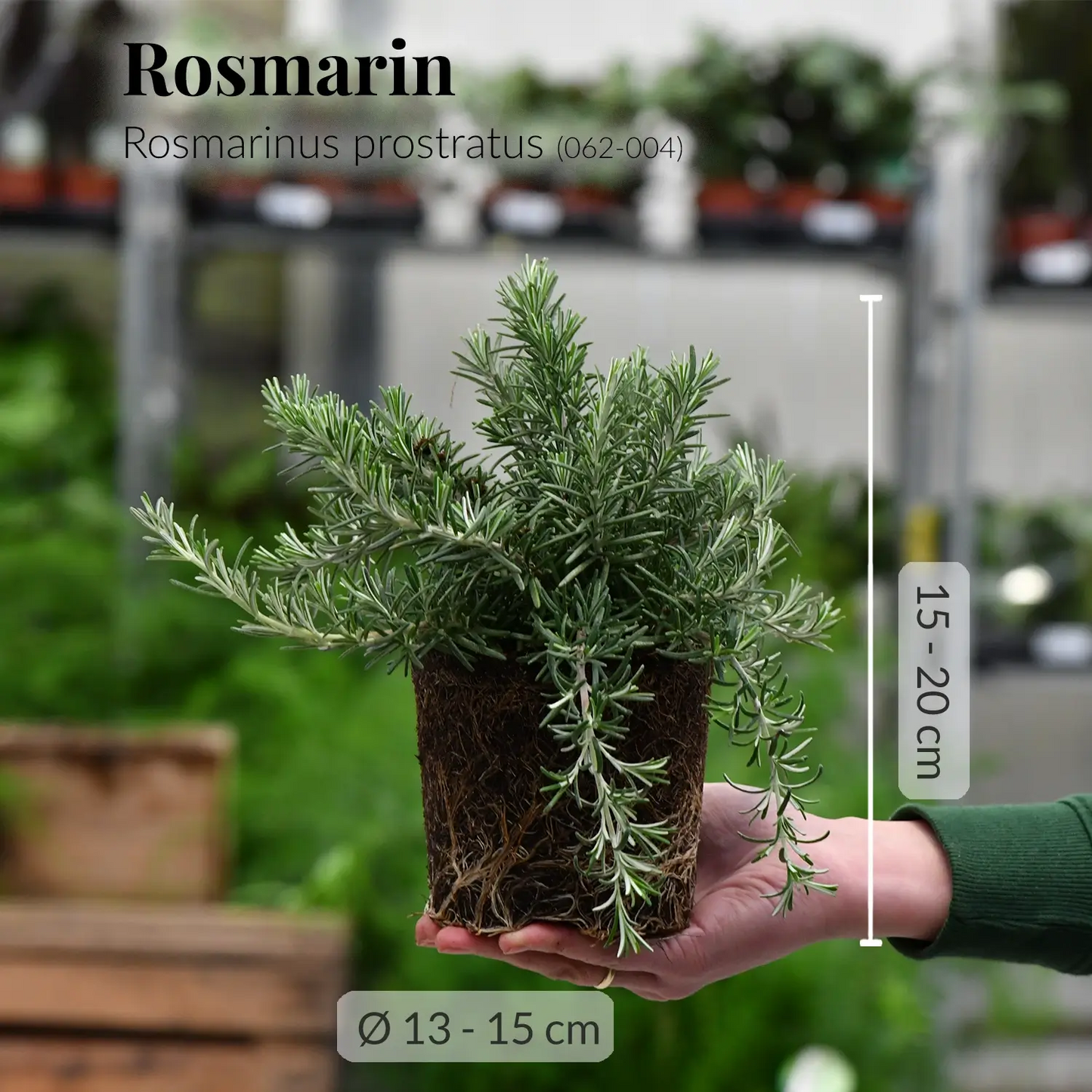 Holzbalkonkasten Set winterharte Küchenkräuter