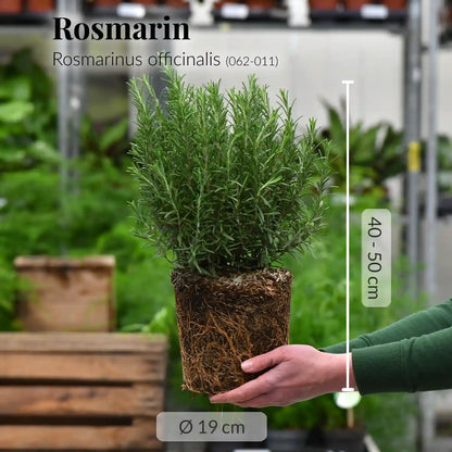 Mix & Match Winterharte und Ungiftige Balkonpflanzen