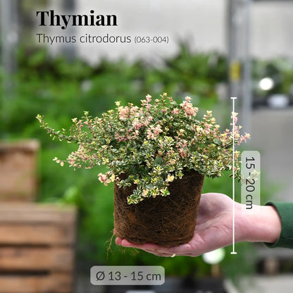 Mix & Match Winterharte und Ungiftige Balkonpflanzen