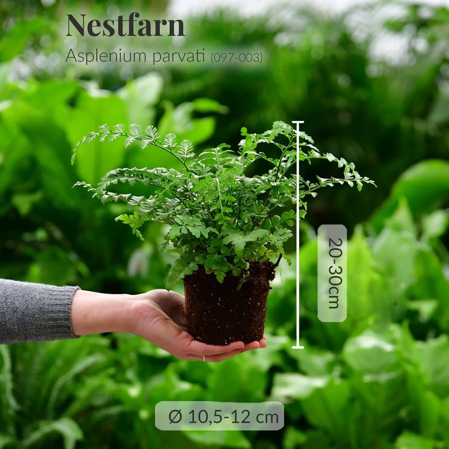 Frischer Nestfarn direkt beim Gärtner mit Wurzeln