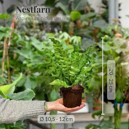 Frischer Nestfarn mit Wurzeln direkt beim Gärtner