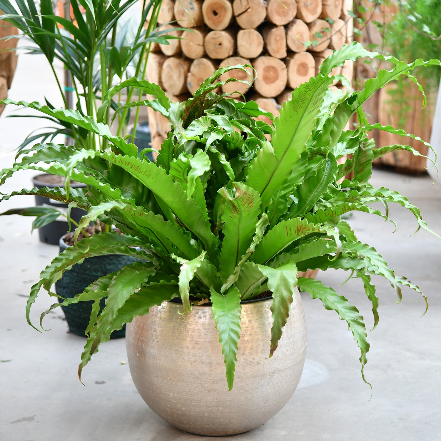 Nestfarn Asplenium Nidus im Metalltopf