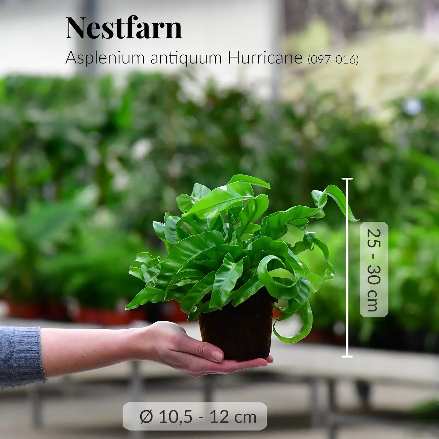 Frischer Nestfarn direkt beim Gärtner mit Wurzeln