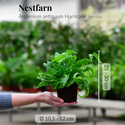 Frischer Nestfarn direkt beim Gärtner mit Wurzeln