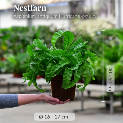 Aspelnium antqiuum Hurricane mit Wruzeln frisch beim Gärtner