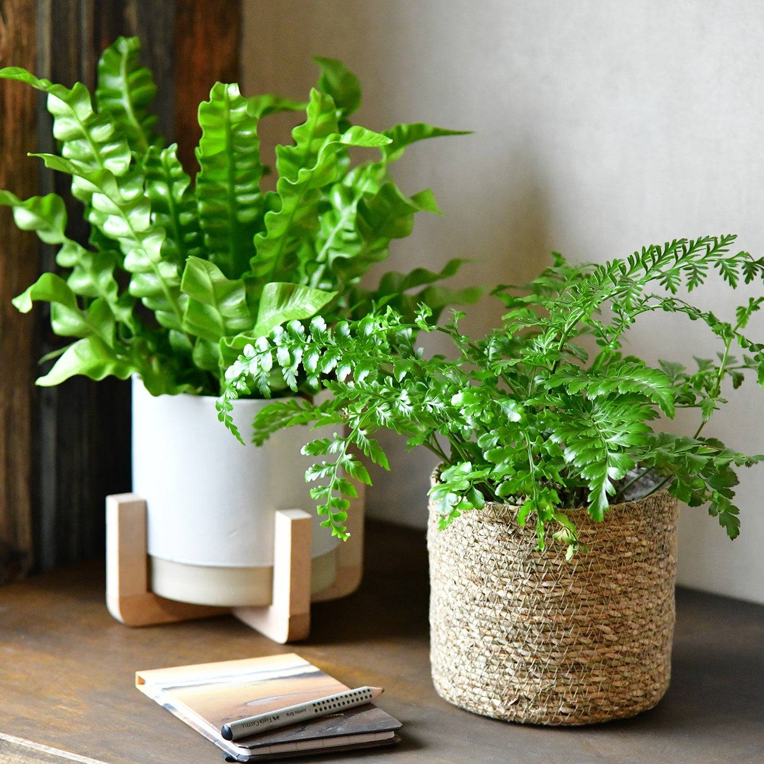 Zimmerpflanze in Bastkorb und Keramiktopf Nestfarn Aspelnium