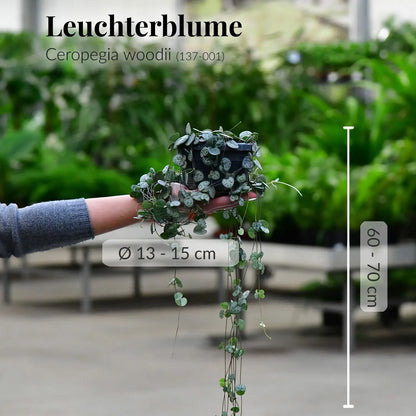 Gesunde Leuchterblume mit kräftigen Wurzeln direkt beim Gärtner