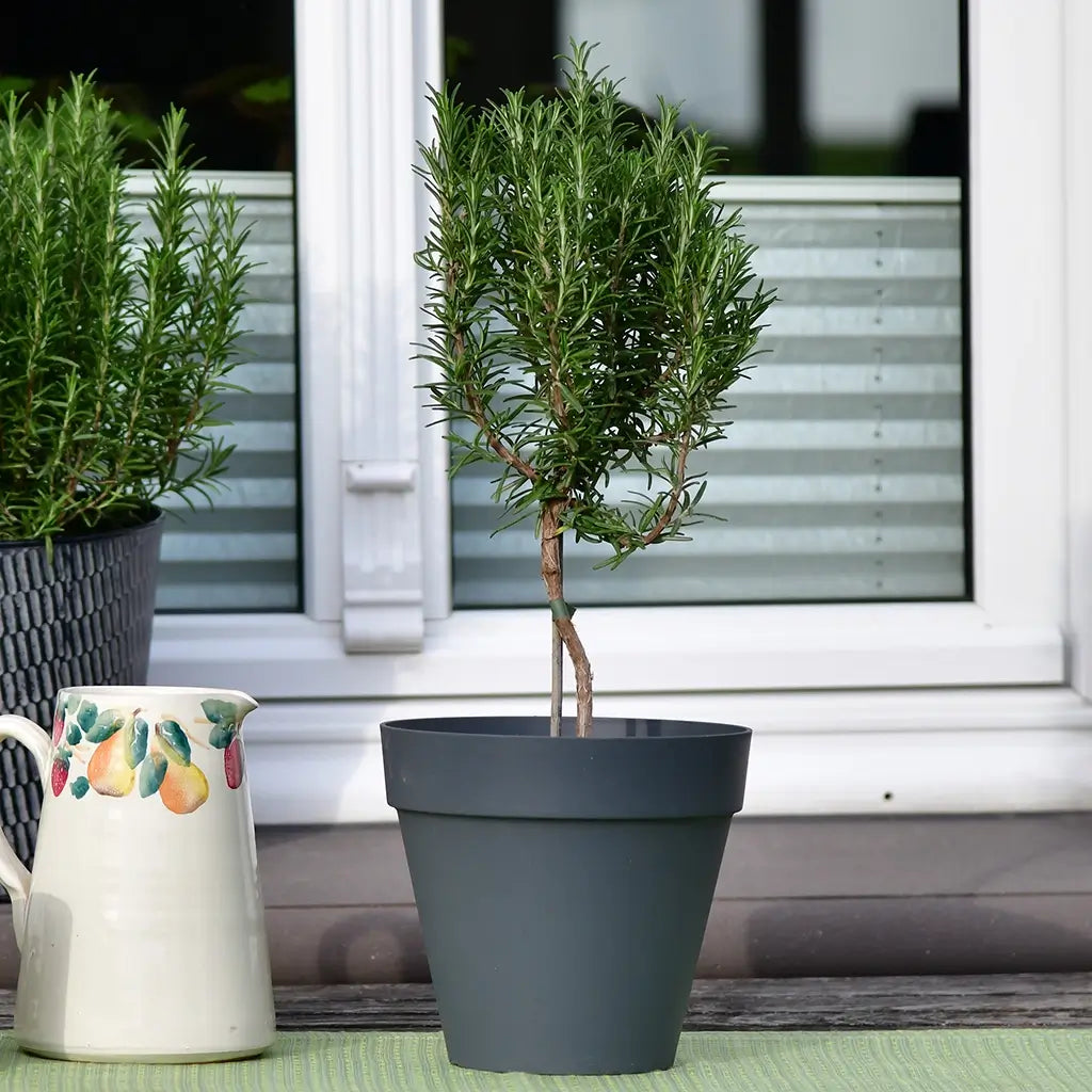 Duftendes Rosmarin Bäumchen vor einem Fenster