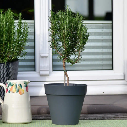 Duftendes Rosmarin Bäumchen vor einem Fenster