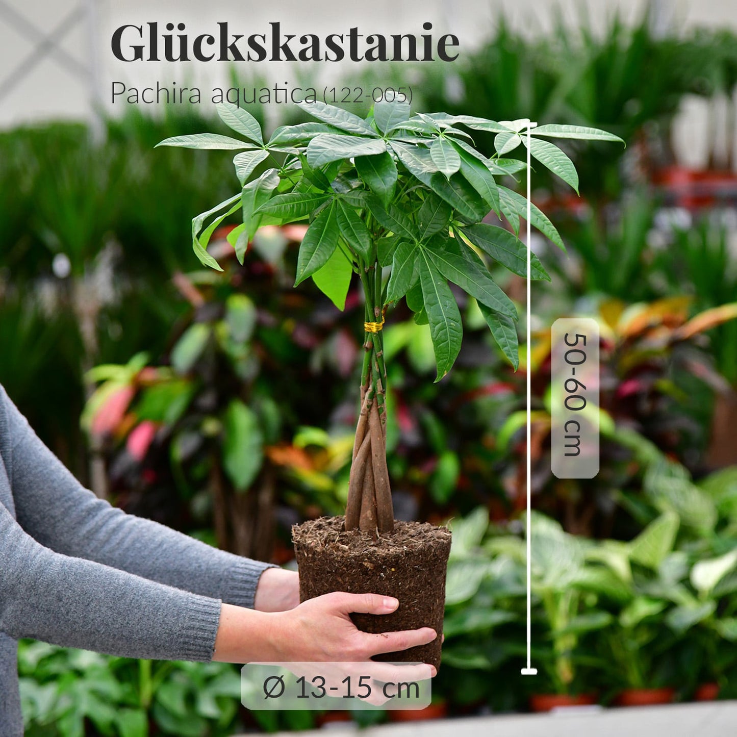 Mix & Match 6er Box Einsteiger Zimmerpflanzen