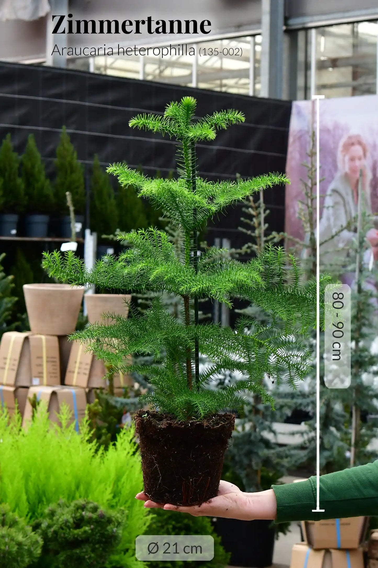 Große Zimmertanne, 80-90cm