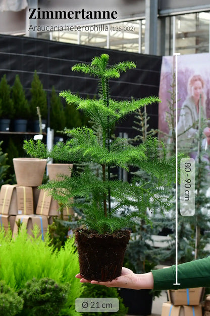 Große Zimmertanne, 80-90cm