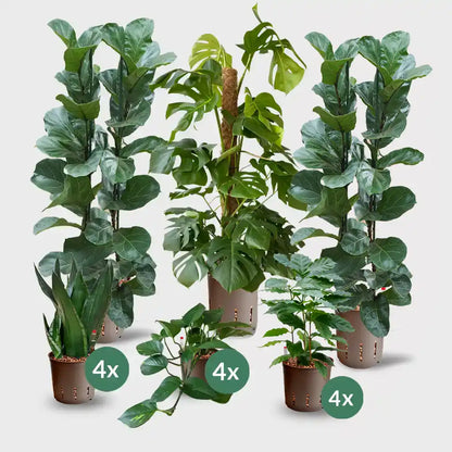 15er Box Hydrokultur Büropflanzen Trendy & Easy (3x XXL, 12x bis H50cm)