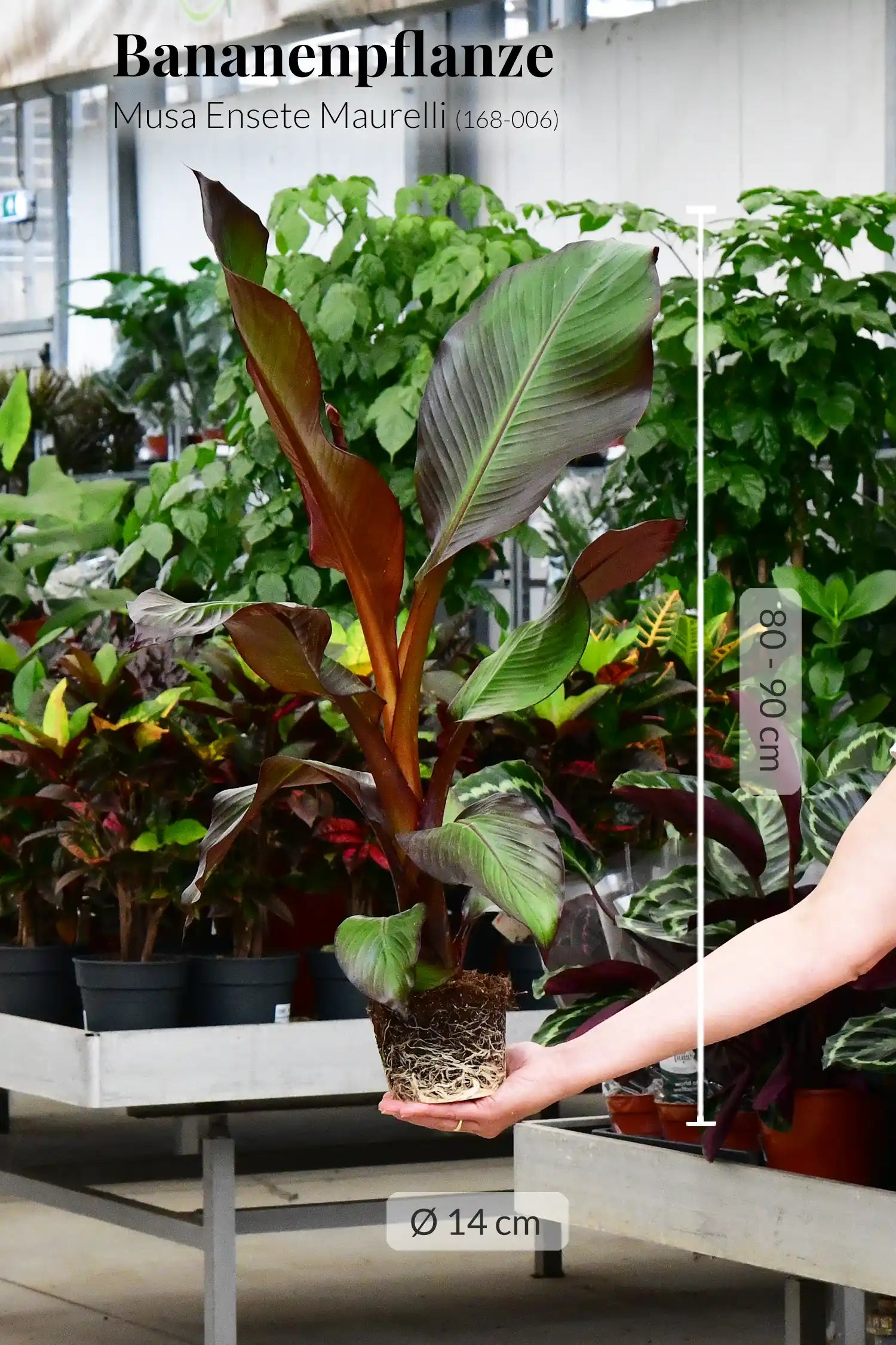 rote Bananenpflanze Musa Ensete Maurelli dekorativ Gärtnerbild 