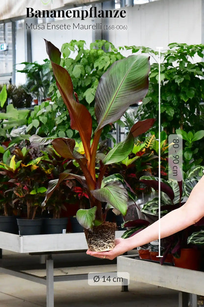 rote Bananenpflanze Musa Ensete Maurelli dekorativ Gärtnerbild 