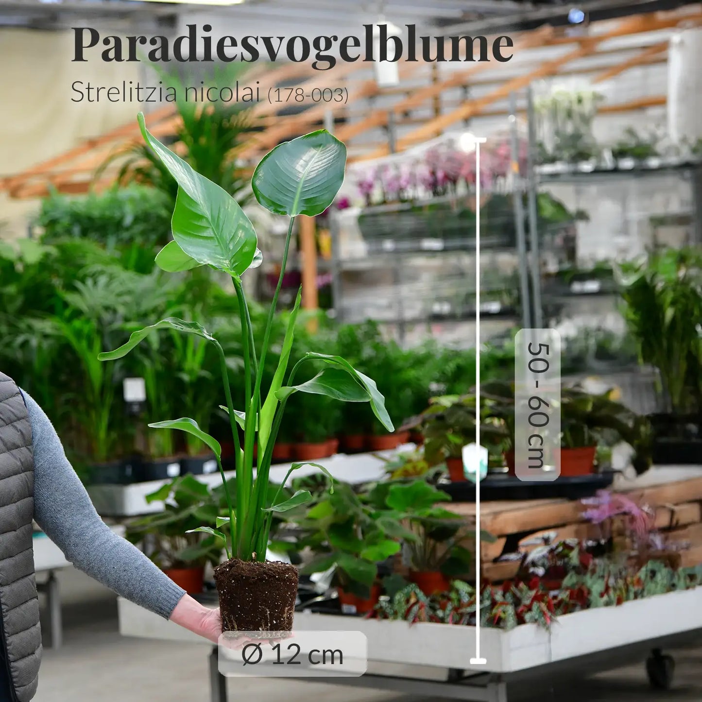 Mix & Match 6er Box Einsteiger Zimmerpflanzen