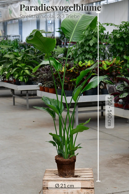 SPECIAL OFFER XXL Strelitzie 140-150cm