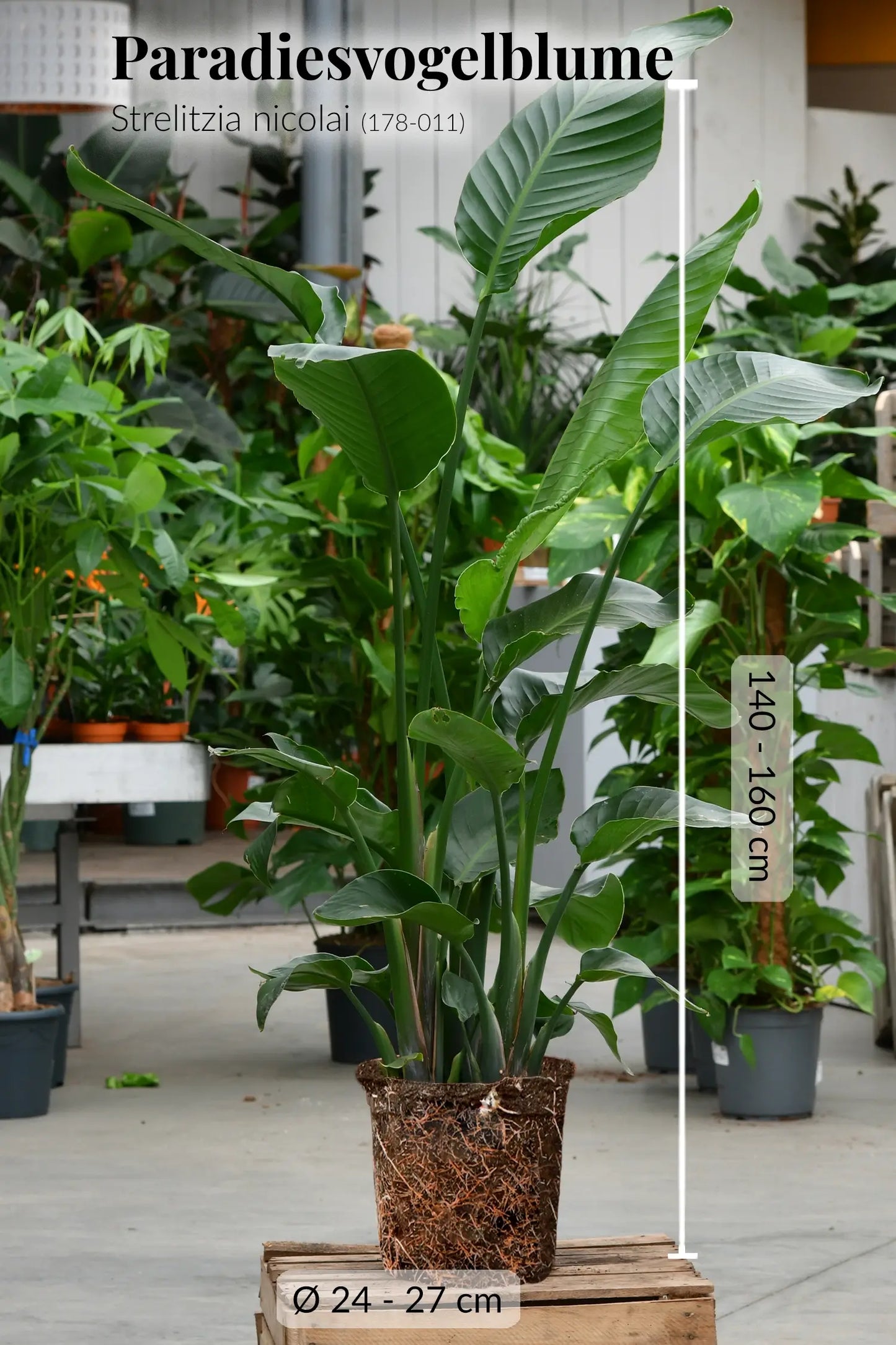 Palettenset Palmen: 9XXL Büropflanzen in Seegraskörben