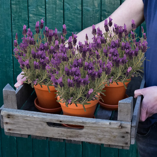 Schopflavendel Pflanzen in Tontöpfen