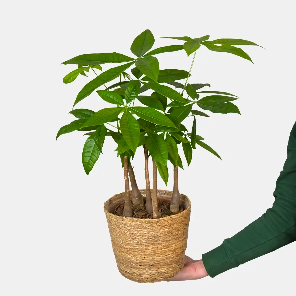 Glückskastanie Pachira aquatica, mehrstämmig