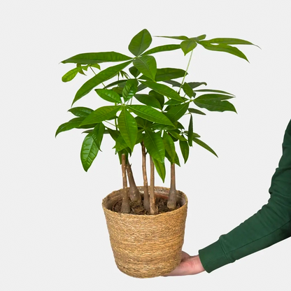 Glückskastanie Pachira aquatica, mehrstämmig