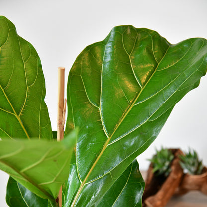 Premium XXL Geigenfeige, 140-150cm