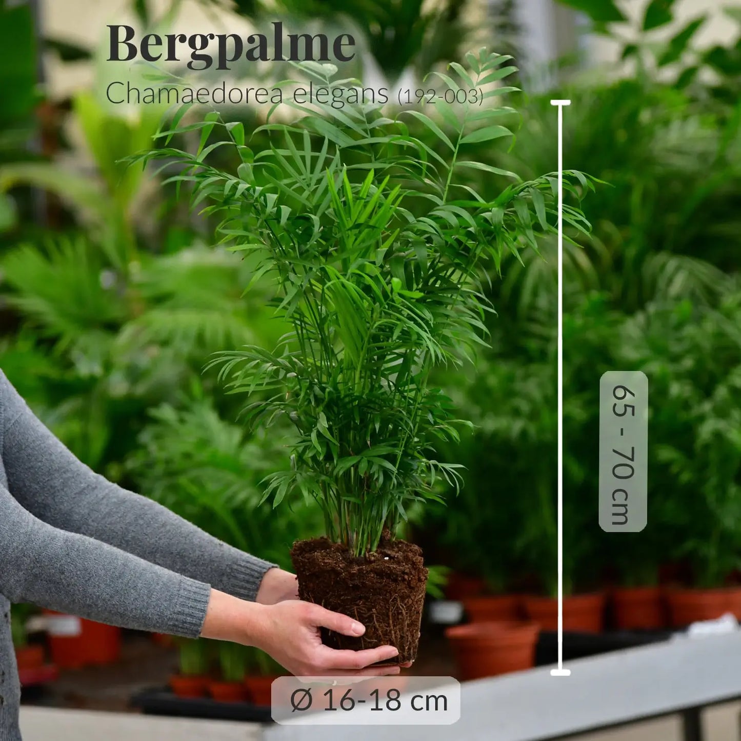 Frische große Bergpalme direkt beim Gärtner mit Wurzeln