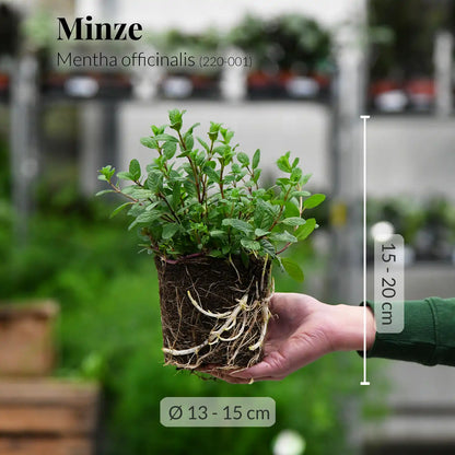 winterharte Minze Pflanze frisch aus der Gärtnerei