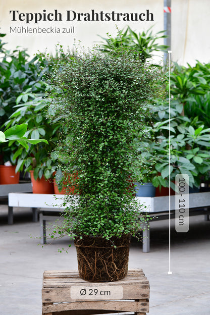 Große immergrüne Balkonsäule