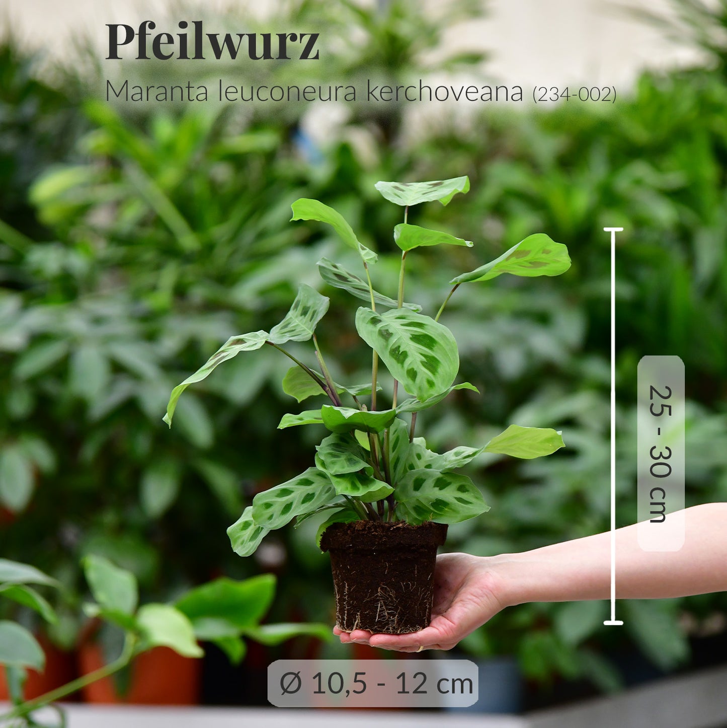 6er Box Tierfreunde für wenig Licht