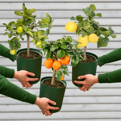 3er Set kleine Citrus Pflanzen mit Zitrone, Orange und Limette für die Terasse oder Balkon