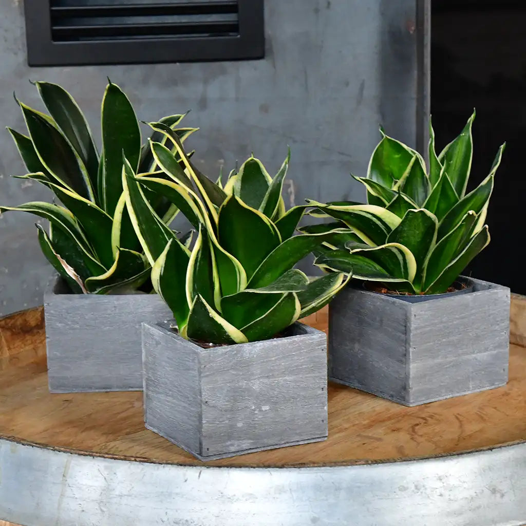 3er Set Holzkistchen 10cm