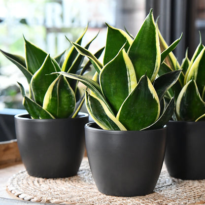 3er Set Keramiktopf Boule 11cm