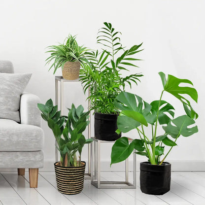 Pflanzen Box mit 4 pflegeleichten Pflanzen für Einsteiger: Monstera, Bergpalme, Grünlilie und Glücksfeder