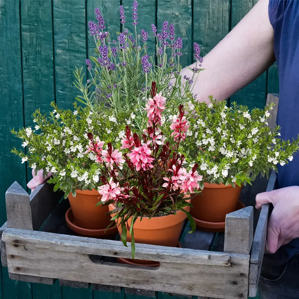 4 frische, bienenfreundliche Pflanzen in Holzkiste