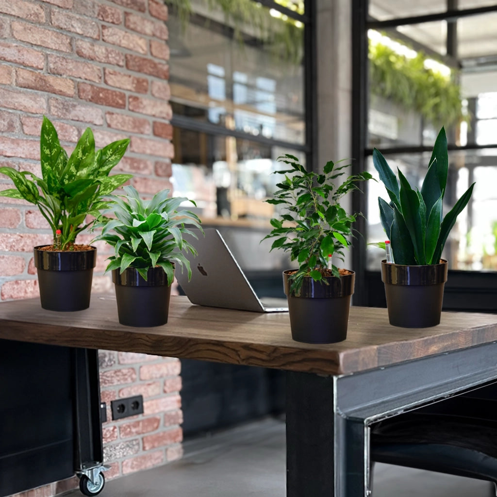 4er Box Hydro Büropflanzen