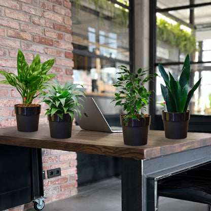 4er Box Hydro Büropflanzen