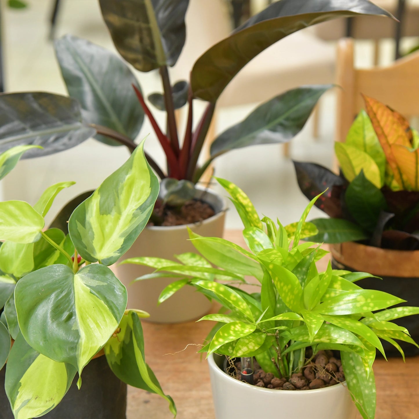 4er Box Hydro Colour Trends