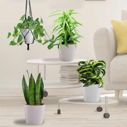 4er Box Hydro Living