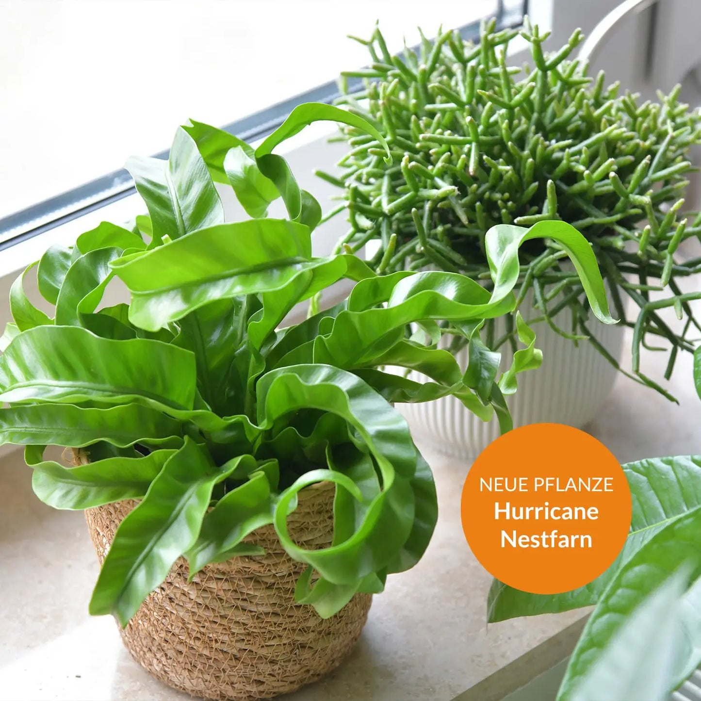 neue pflanze hurricane nestfarm am fenster