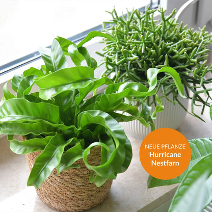 neue pflanze hurricane nestfarm am fenster